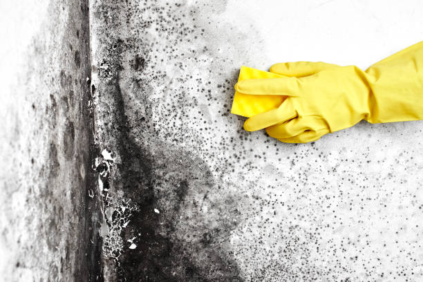 Best Industrial Mold Remediation in Clear Lake Shores, TX