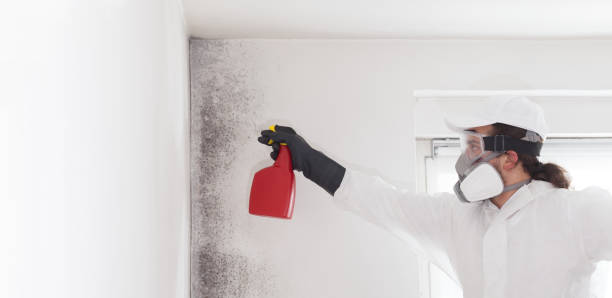 Best Post-Flood Mold Remediation in Clear Lake Shores, TX