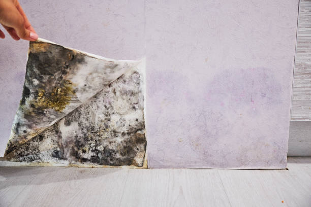 Best Mold Testing and Inspection Services in Clear Lake Shores, TX